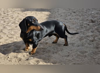 Heinzi ist ein charmanter, agiler Rüde