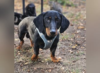 Walram ist ein typischer Dackel Walram ist ein typischer Dackel