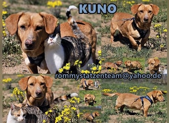 Kuno - lernfreudig und voller Energie