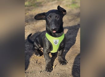 Coal-ein kleiner Charakterkopf und Clown