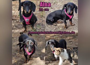 Um Alna wurde sich bisher nicht viel gekümmert