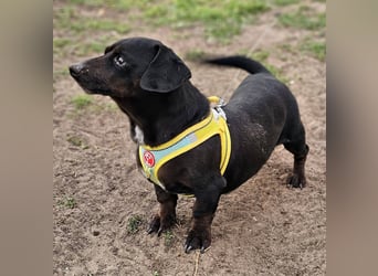 Mandi-ein Dackel mit einem Herz aus Gold