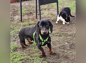 Jergl sucht ein ein behütetes Zuhause