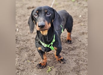 Jergl sucht ein ein behütetes Zuhause