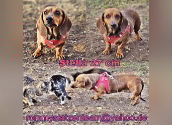 Stella ist ein tolles Dackelmädchen