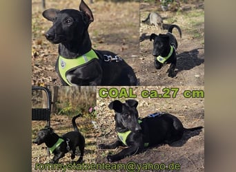 Coal-ein kleiner Charakterkopf und Clown