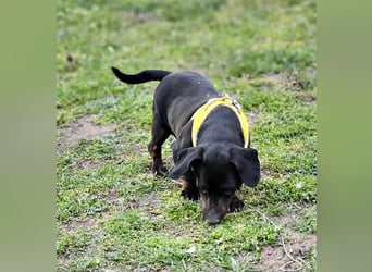 Mandi-ein Dackel mit einem Herz aus Gold