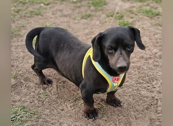 Mandi-ein Dackel mit einem Herz aus Gold