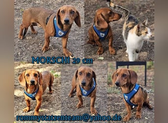 Morschi ist ein junger, aktiver Dackelmann