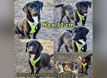 Nox ist voller Lebensfreude und bereit, alles zu lernen