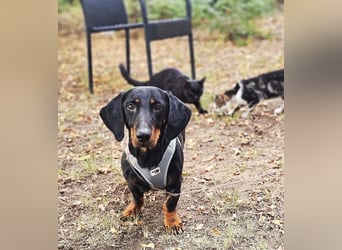 Walram ist ein typischer Dackel Walram ist ein typischer Dackel