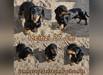 Heinzi ist ein charmanter, agiler Rüde