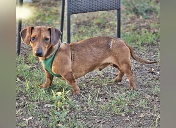 Der aufmerksame Jeppe möchte lernen