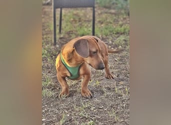 Der aufmerksame Jeppe möchte lernen