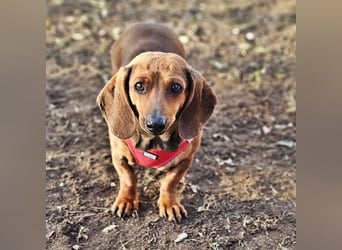 Stella ist ein tolles Dackelmädchen