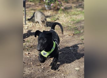 Coal-ein kleiner Charakterkopf und Clown