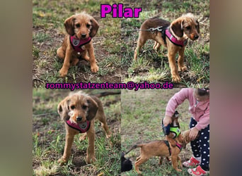 Pilar ist agil und voller Neugier