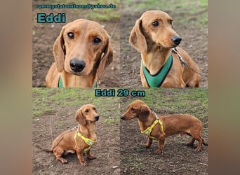 Eddi hat ein freundliches Wesen