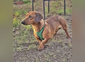 Der aufmerksame Jeppe möchte lernen