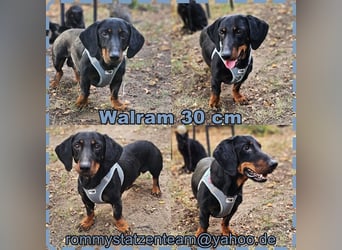 Walram ist ein typischer Dackel Walram ist ein typischer Dackel