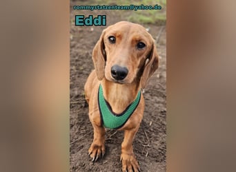 Eddi hat ein freundliches Wesen