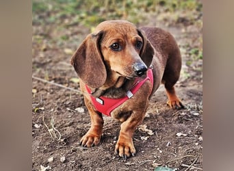 Stella ist ein tolles Dackelmädchen