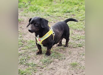 Mandi-ein Dackel mit einem Herz aus Gold