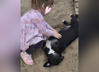 Ilse hat ein zauberhaftes, liebes Wesen