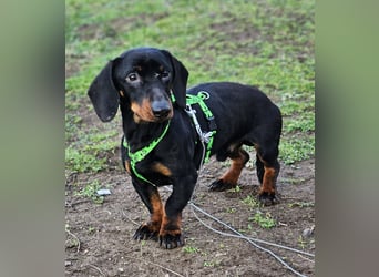 Jergl sucht ein ein behütetes Zuhause