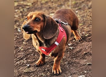 Stella ist ein tolles Dackelmädchen