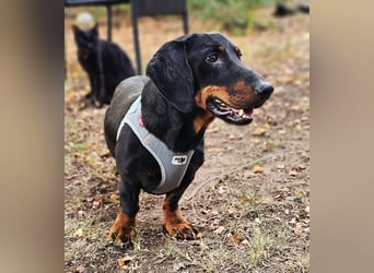 Walram ist ein typischer Dackel Walram ist ein typischer Dackel