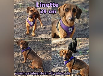Linette wurde immer mal wieder an der Kette gehalten