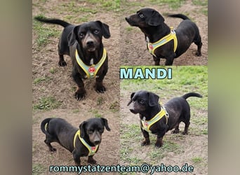 Mandi-ein Dackel mit einem Herz aus Gold