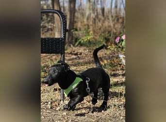 Coal-ein kleiner Charakterkopf und Clown