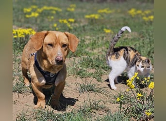 Kuno - lernfreudig und voller Energie