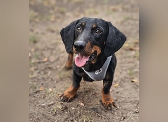 Walram ist ein typischer Dackel Walram ist ein typischer Dackel