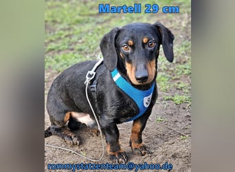 Martell ist clever und aufmerksam