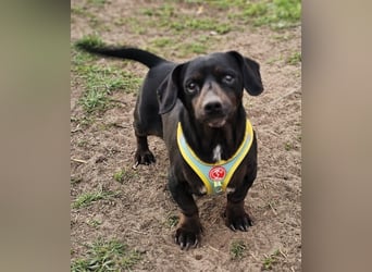 Mandi-ein Dackel mit einem Herz aus Gold