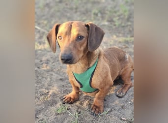 Der aufmerksame Jeppe möchte lernen