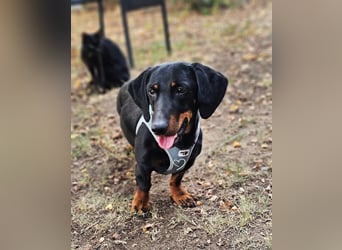 Walram ist ein typischer Dackel Walram ist ein typischer Dackel