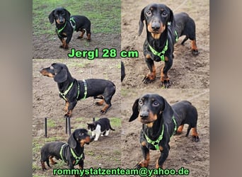 Jergl sucht ein ein behütetes Zuhause