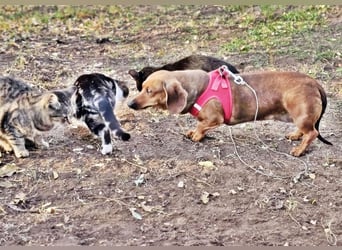 Stella ist ein tolles Dackelmädchen