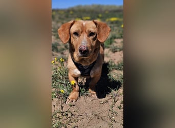 Kuno - lernfreudig und voller Energie