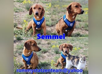 Semmel sucht eine humorvolle Familie