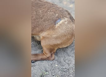 Der aufmerksame Jeppe möchte lernen