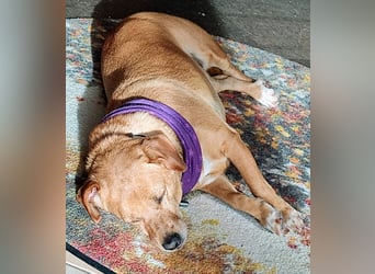 In Deutschland auf PS –Dackelmix Albu –sehr lieb und menschenbezogen