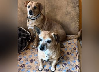 In Deutschland auf PS –Dackelmix Albu –sehr lieb und menschenbezogen