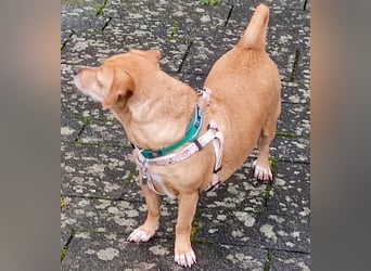 In Deutschland auf PS –Dackelmix Albu –sehr lieb und menschenbezogen