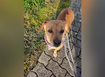 In Deutschland auf PS –Dackelmix Albu –sehr lieb und menschenbezogen