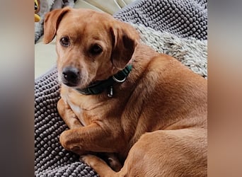 In Deutschland auf PS –Dackelmix Albu –sehr lieb und menschenbezogen